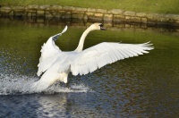 Cygne à l'atterrissage