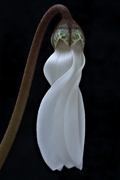 CYCLAMEN 11.jpg