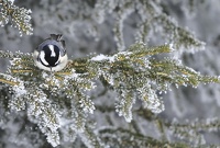 Mésange par - 10° 