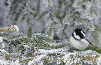 mésange en hivers