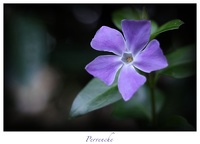Pervenche
