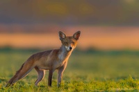 renard du matin