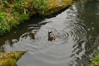 Les canards sont dans la mare !!!