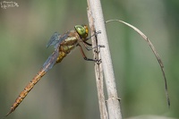 Aeschne isocèle