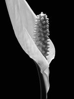 Spatiphyllum 2
