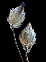 Catananche caerulea 1