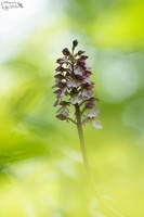 Orchis pourpre