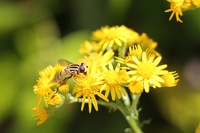 Syrphe des fleurs