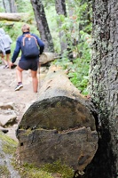 Tronc d'arbre couché !