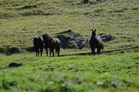 Chevaux en paturage...