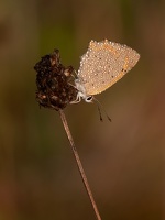 papillon