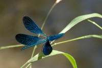 Libellule Bleue