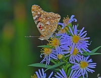 Belle Dame de Gironde