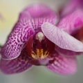 Orchidee avec bonette macro