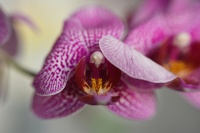 Orchidee avec bonette macro