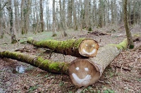 Troncs d'arbres