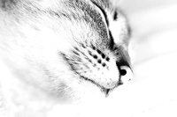 Le chat façon high key