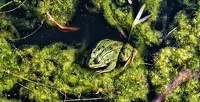 Grenouille