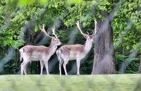 Cerfs, Château de Valençay (01/05/10 15:30)