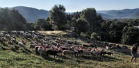 Départ en transhumance (13/06/09 07:39)