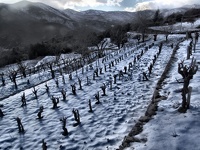 Soudorgues, vigne enneigée (11/02/13 17:27)