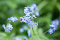 fleur bleue !!!