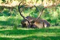 le roi ce repose