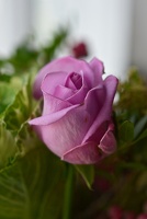 vive la rose...
