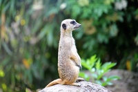suricate