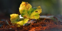 Couleurs d'automne