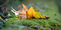l'Automne en jaune