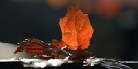 Rouge d'automne