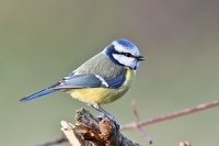Mésange bleue