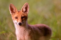 Jeune renard