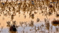 Flamants de Camargue