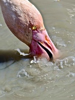 Flamants de Camargue