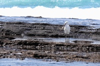 Pêcheur à plumes Costa Adeje