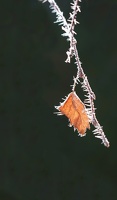 Feuille morte