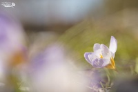 Crocus