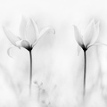Tulipe sauvage - Copie.jpg