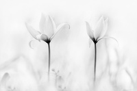 Tulipe sauvage