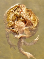 Grenoullie 3