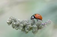 Coccinelle à 7 points