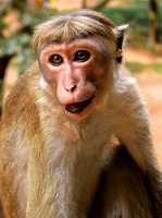 Sourire de singe