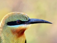 Guêpier Sri Lanka