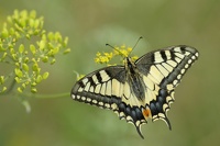Machaon