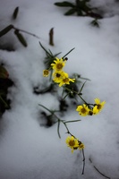 La neige, à Lyon