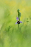 Ophrys abeille