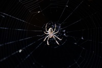 Une araignée dans la nuit