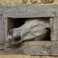 Un petit curieux